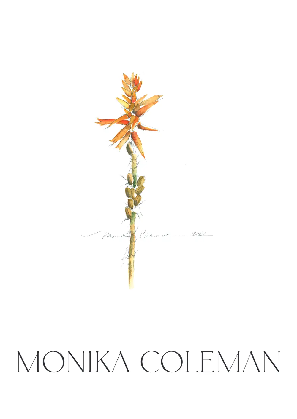 Single Aloe - A2 Print - Image 3